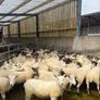 Hoggets Image 2