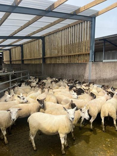 Hoggets
