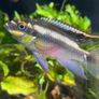 tropical fish Image 5