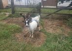 goats