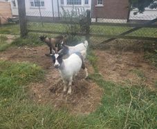 goats
