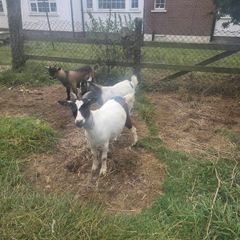 goats