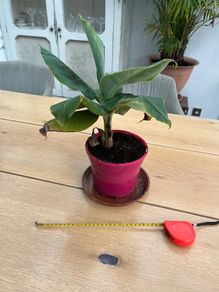 Banana plant
