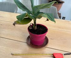 Banana plant