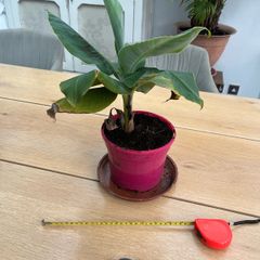 Banana plant