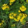 Mint plant Image 5