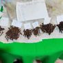 Antique Domehead Slotted screws Image 4