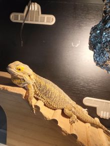lizard