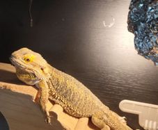 lizard