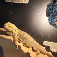 lizard