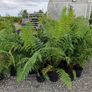Tree Fern Dicksonia Image 10
