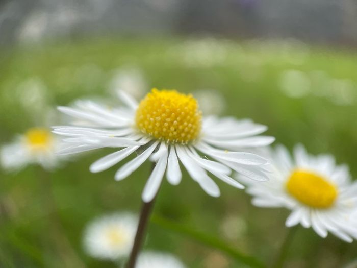 Macro images of nature on removable foam tiles.