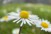 Macro images of nature on removable foam tiles.