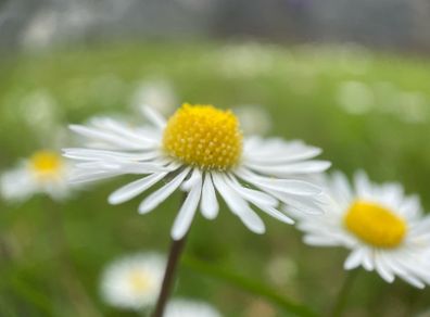 Macro images of nature on removable foam tiles.