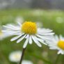 Various original macro nature photos on foam tiles Image 9