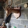 Antique clearance Image 8