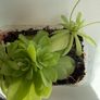 Pinguiculas Carnivorous house plants Image 3