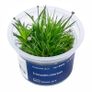 Aqua-Art Bucephalandra, Anubias ect aquarium in vitro plants Image 9