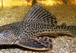 Healthy 3-Year-Old Common Pleco