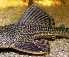 Healthy 3-Year-Old Common Pleco