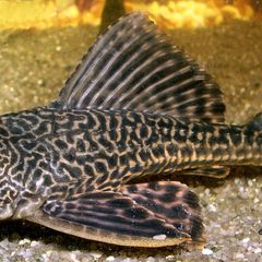 Healthy 3-Year-Old Common Pleco