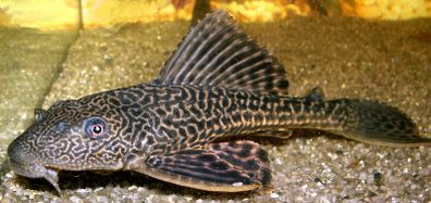 Healthy 3-Year-Old Common Pleco