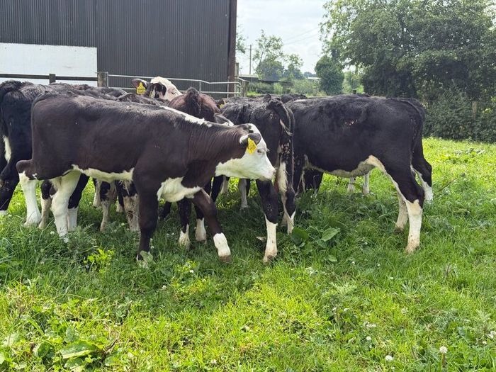 10 Hereford heifers for sale