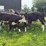 10 Hereford heifers for sale Image 4