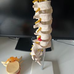 Human Lumbar Spine Model & Training Equipment