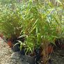 Clumping bamboo fargesia Image 2