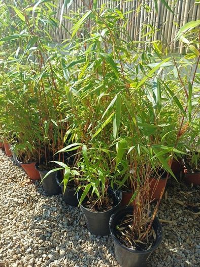 Clumping bamboo fargesia