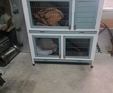 Rabbit / Guinea Pig Hutch