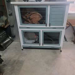 Rabbit / Guinea Pig Hutch