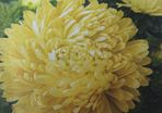 China Aster- Yellow Paeony Seeds