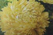 China Aster- Yellow Paeony Seeds