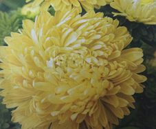China Aster- Yellow Paeony Seeds