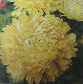 China Aster- Yellow Paeony Seeds