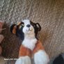 Selection of teddys. Image 5