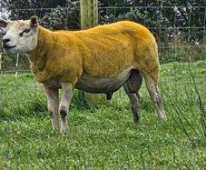 Pedigree Texel hogget 5 star sis