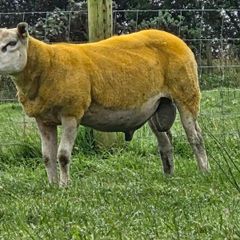Pedigree Texel hogget 5 star sis