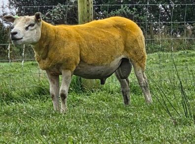 Pedigree Texel hogget 5 star sis