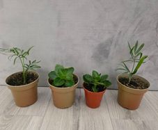 indoor plants