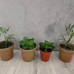 indoor plants