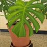 monstera house plant Image 3