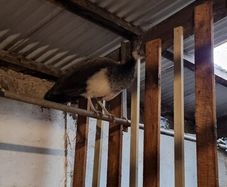 peahen