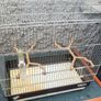 medium size cage Image 4