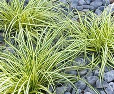 plants