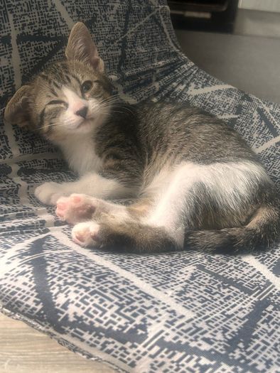 adopt