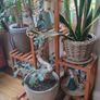 Plant Display Shelf Image 2