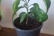 Pamelo Plant